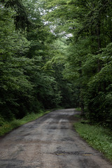 Fototapeta premium Dirt road in the woods