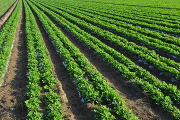 Fototapeta na wymiar Peanuts in the field, lush growth