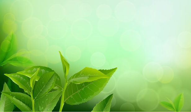 nature leaves green tea on spring  background.