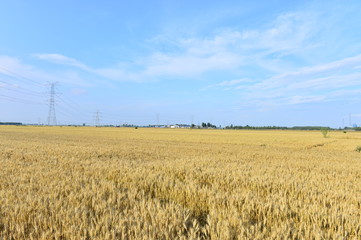 Wheat in the field