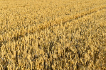 Wheat in the field
