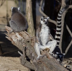 A lemur soaks up the sun while keeping watch in Kobe, Japan.