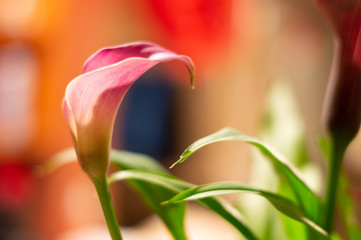 Blurry Warm Bokeh for a Lily
