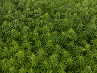 green canabis on marihuana field farm