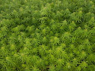 Naklejka na ściany i meble green canabis on marihuana field farm