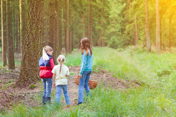 Fototapeta premium mushroom foray