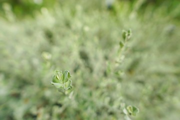 Close up barometer Bush on blurred background. Green background of the ground cover plants. leaves texture. Top view. Natural green concept, Grass texture. Abstract background.