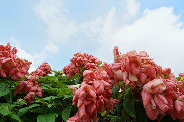 Red flowers on blurred branch and leaves background, Pink Dona Queen Sirikit Flower on blue sky background in the garden. mussaenda philippica flower. nature wallpaper concept. Empty.