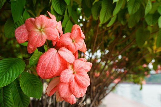 Close up red flowers on leaves background. Pink Dona Queen Sirikit Flower as a background in the garden. mussaenda philippica flower. nature wallpaper concept. Empty.