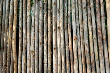 Bamboo wall, Dry bamboo fence as a background.Green ivy and sunlight on the bamboo wall.Space for text in template. Empty concept. 
