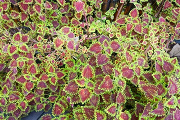 Coleus blumei plant texture leaves in garden. Close up purple and green leaf background, violet as a background, nature wallpaper concept. Empty, Too Soft, (Painted nettle, Perilla),