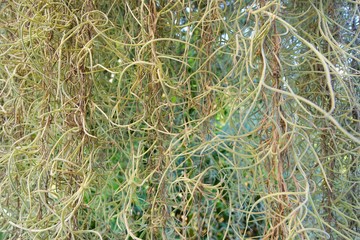 Abstract ,Spanish moss background, Natural green wallpaper concept. suitable as background. Too Soft, Roots of Spanish moss as a wall.
