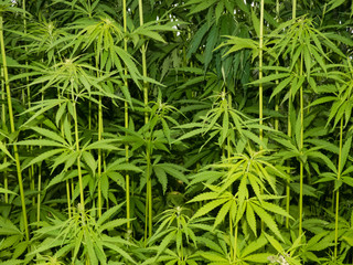 green canabis on marihuana field farm