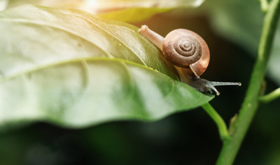 Little snail with brown shell on a large green leaf.selective focus