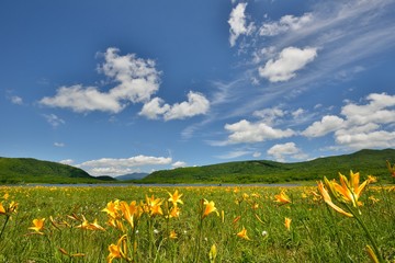 初夏の高原・夏空と花々の咲く風景