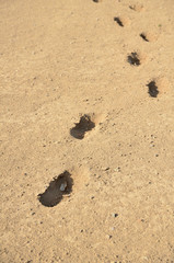 火山灰土の足跡