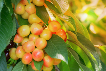 Berries of ripe sweet cherry close-up with sun rays in the background.