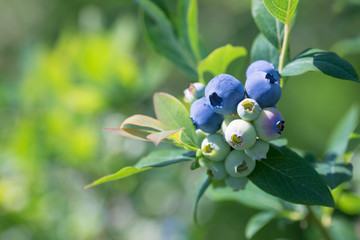Plantations of blueberries during harvest. Shallow depth of field. Close-up. Place for text.