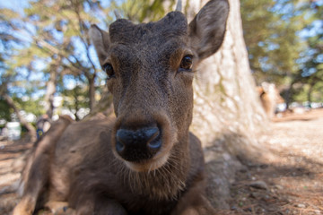 Fototapeta premium portrait of a deer