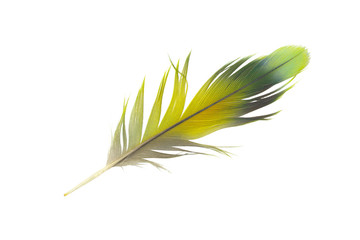 feather on white background 