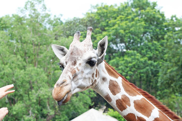 Young playful giraffe  head on green tree background