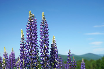 lupine blossom in spring in wild area