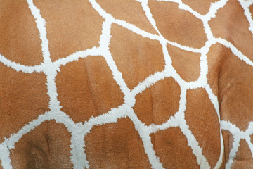 Giraffe skin pattern brown white seamless texture on background