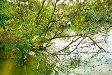 Branch and leave tree expands on the river. The tree grow expanding to the water.  Natural green wallpaper concept. Space for text in template.