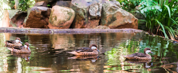 Close up of white cheeked pintail summer ducks wildlife animal in a row in its natural environment