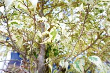 Bougainvillea leaves as a background. nature wallpaper concept.(Paper Flower, Kertas), Abstract branch and leave. white and green leaf for background.