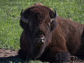 Head and Torso of a Resting Male American Bison looking at the camera. He is shedding his fur.