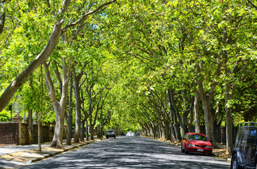 Driving under beautiful tree canopy along scenic Victoria Avenue, Unley Park.