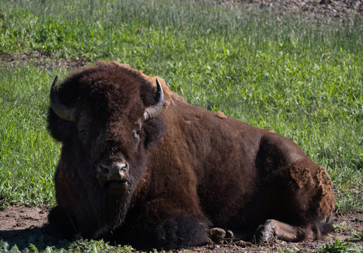 Male American Bison Laying in a Field Looking at the Camera