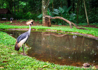 Red throated piping guan exotic tropical rare bird wildlife animal in its natural environment
