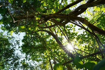 Looking up at big tree, green leaves, blue sky and sunshine on beautiful natural background. Green background, Tree silhouette on sky. Abstract branch and leaves. Covered with trees