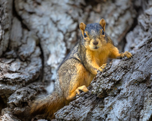 Close-up photograph of a squirrel on a tree looking at the camera. 
