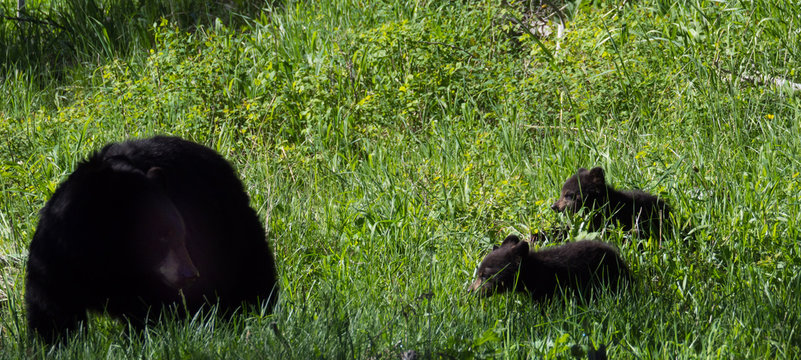 Two Black Bear Cubs in Tall Grass with Mama Bear watching them.