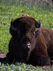 Vertical Close Up of the Head and Chest of an American Bison that is lying on the ground.