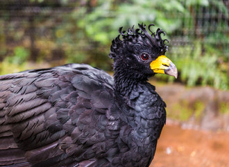 Close up of a bare faced curassow exotic tropical rare bird wildlife animal in its natural environment