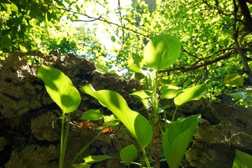Looking up at tree with sunshine on beautiful natural background. green leaves as a background, Green background, Tree silhouette on sky. Abstract branch and leaves. Covered with trees.