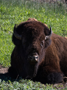 Vertical Close Up of the Head and Chest of an American Bison that is lying on the ground.