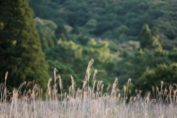 日本田舎の風景