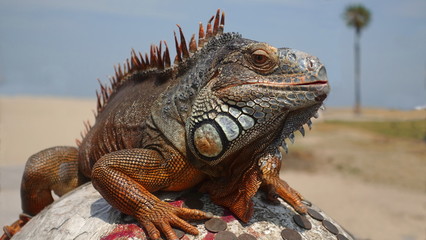 Rust colored green iguana on beach