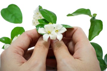 White flowers on a woman's hand isolated on white background. (Orange Jessamine, Satin-wood, Cosmetic Bark Tree), Space for text in template. 