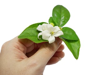 White flowers on a woman's hand isolated on white background. (Orange Jessamine, Satin-wood, Cosmetic Bark Tree), Space for text in template. 
