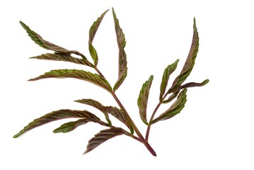 Twigs with red leaves isolated on white background. Top view leea rubra leaf ,Space for text in template. 