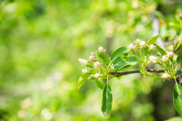 Blooming apple tree in the garden. Selective focus.