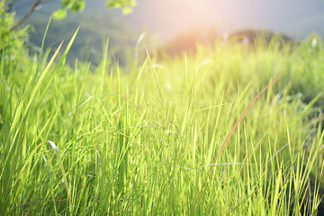 Green grass field with tree