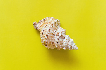 Seashell isolated on yellow background. Sea travel.