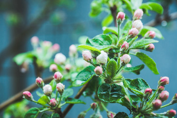 Blooming apple tree in the garden. Selective focus.
